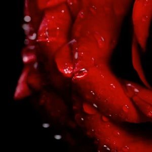 Meet your Posher, Lily